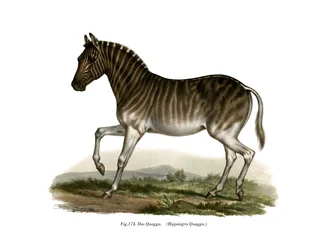 Quagga